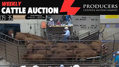 6/15/2023 - Producers Livestock Auction Company Cattle Auction