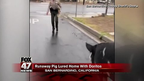 California sheriff's deputy lures giant pig back to home with Doritos