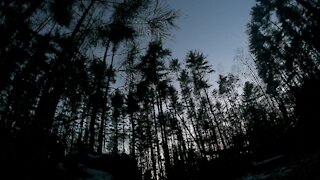 Lonely forest time lapse from day to night