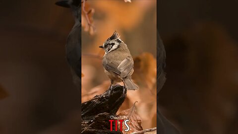 😃😄 #TITS - Crested Tit Glides