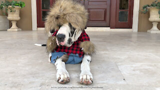 Funny Great Dane In Halloween Werewolf Costume Will Make You Laugh