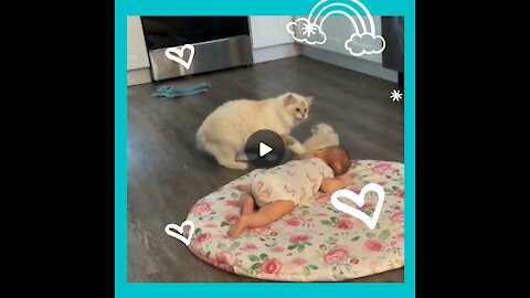 Cat fighting || showing her baby to baby