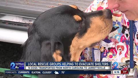 Local rescue groups help to evacuate North Carolina animal shelters