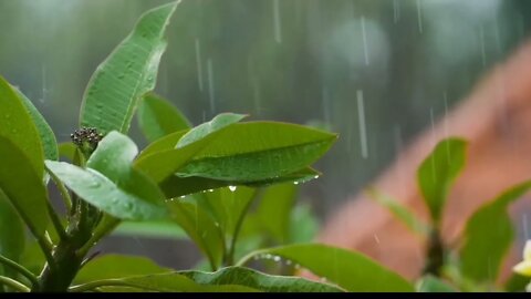 Rain Sounds to Keep You Calm and Relaxed