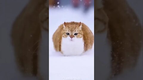 Snow Cat #cat #cats #shorts