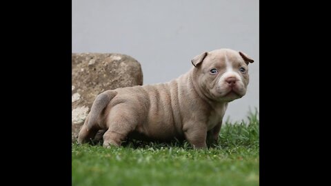 American bully and pitbull terrier puppies compilations most cutest!!!