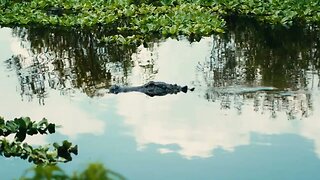 florida gator