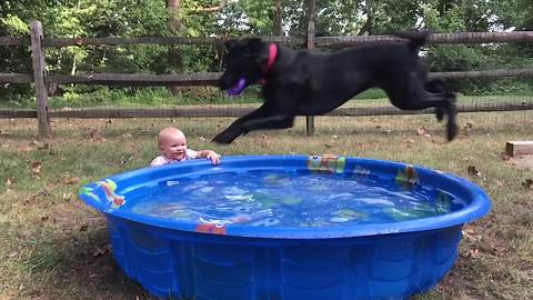 A Baby Girl Gets Splashed When A Dog Jumps Into A Pool
