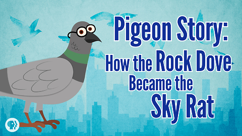 Pigeon Story: How the Rock Dove Became the Sky Rat