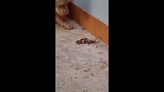 my friend's dog, hunting snake