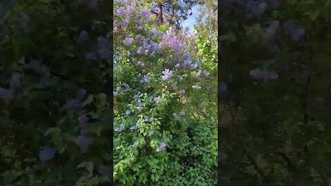 #flowers #lilacs #shorts