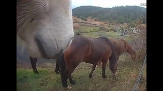 Horses have done well over winter with minimal hay. #brumbies #guyfawkesheritagehorses