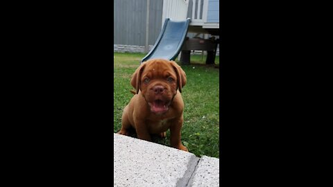 Puppy loves to play peekaboo with owner