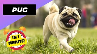 Pug - In 1 Minute! 🐶 One Of The Most Popular Dog Breeds In The World | 1 Minute Animals