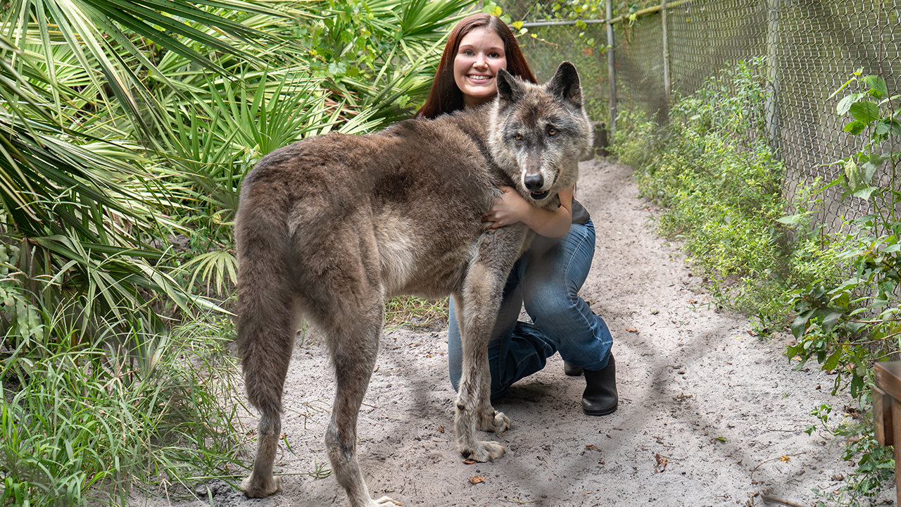 Giant Wolf Dog Yuki Fights Cancer | BIG DOGZ