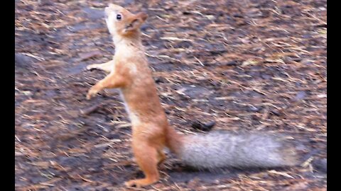 Red squirrel requires a pine cone