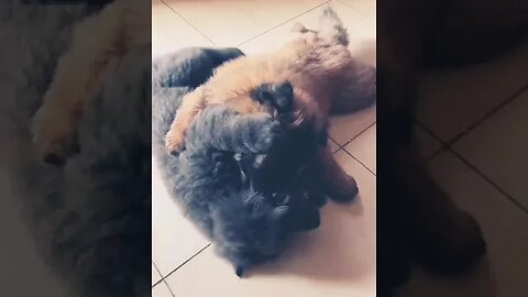 Cute Chow Chow Puppies Play dogfight #shorts #doglover #dog #cute #puppy