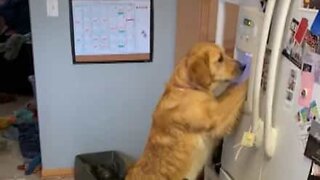 Golden Retriever has ice cube machine licked