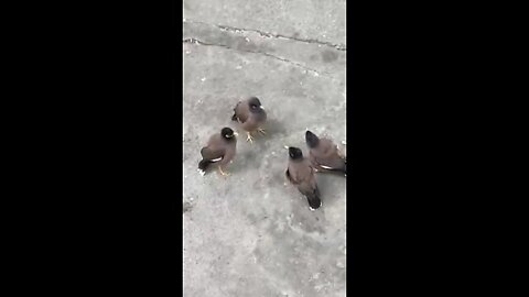 Sparrow mitting