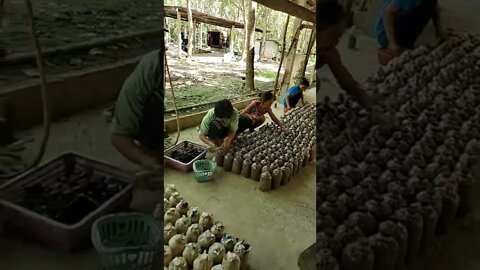 Thailand Country Mushroom Farm