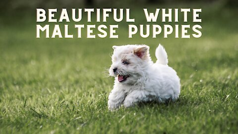 Beautiful White Maltese Puppies