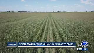 Colorado farmers say crop damage from recent severe storms will likely cost them millions