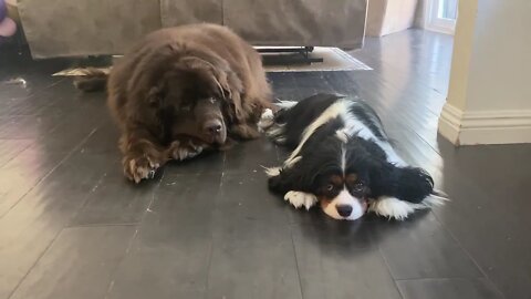 Newfie and Cavalier friends adorably chill together