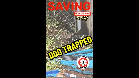 Real Life Super Heroes, WATCH US SAVING THE DOG DAISY!