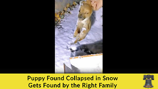 Puppy Found Collapsed in Snow Gets Found by the Right Family