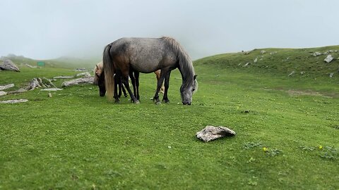 Horse eating grass