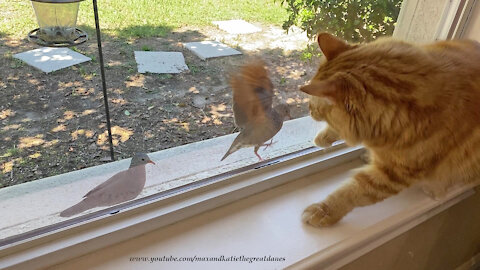 Great Dane And Squirrel Watch As Funny Birds Tease The Cat