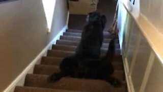 Flemmard, ce chien descend les escaliers sur le ventre