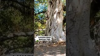 HISTORIC BANYAN TREE BEFORE THE FIRE 2023 LAHAINA MAUI