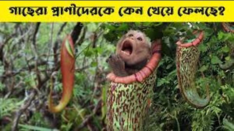 ভয়ঙ্কর মাংশাসী গাছ যা প্রানীদেরকে পর্যন্ত খেয়ে ফেলে | Plants begin eating Animals | মায়াজাল