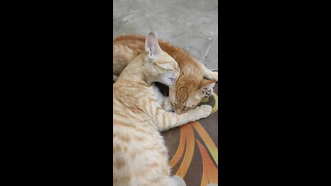 Cat Love for her baby