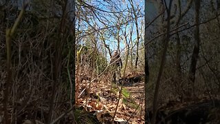 Mountain trail hike in North Carolina! Beautiful day!