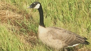 Wild Geese Follow Family