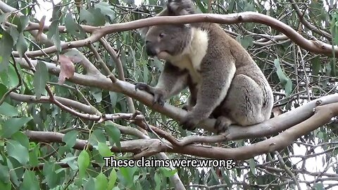 Protect koalas in Victoria