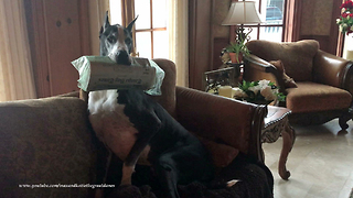 Funny Great Danes Don't Want to Fetch Newspaper in the Rain
