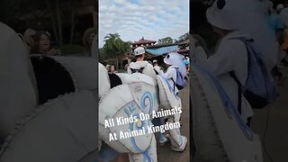 Disney's Animal Kingdom| They Have All Type's Of Animal's There