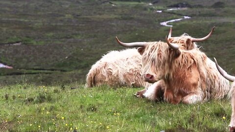 BEAUTIFUL SCOTLAND Drone Aerial View Free stock footage Free HD Videos no copyright