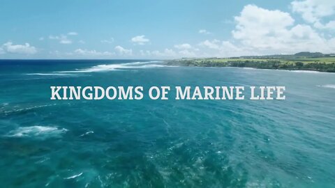 Kingdoms of Marine Life | Marine Biology | The Good and the Beautiful