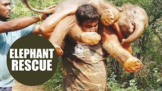 Rescuers CARRIED a starving baby elephant on their shoulders to reunite it with its worried mum