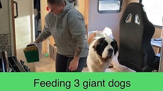 Feeding 3 giant dogs #dinner #dogs