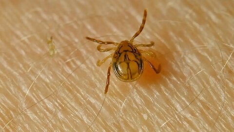 Tips To Protect Yourself Against Ticks | July 28, 2023 | Micah Quinn | Bridge City News