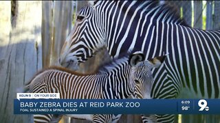 Baby zebra dies at Reid Park Zoo