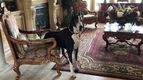 Regal Great Dane Watch Dog Sits Like A Person