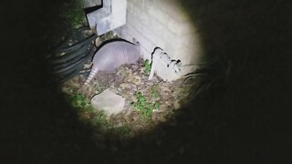 Armadillo Running around Downtown San Antonio, TX