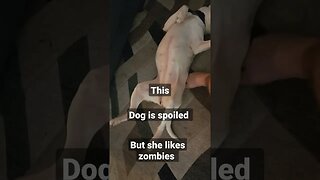 spoiled pit bull #lazyday #zombies #7daystodie #jawoodle #pitbull #doggo
