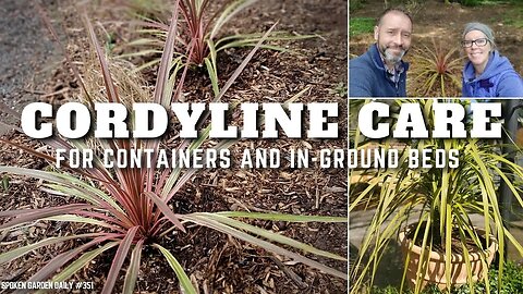 🌴 Cordyline Care | Cordyline Plant - SGD 351 🌴